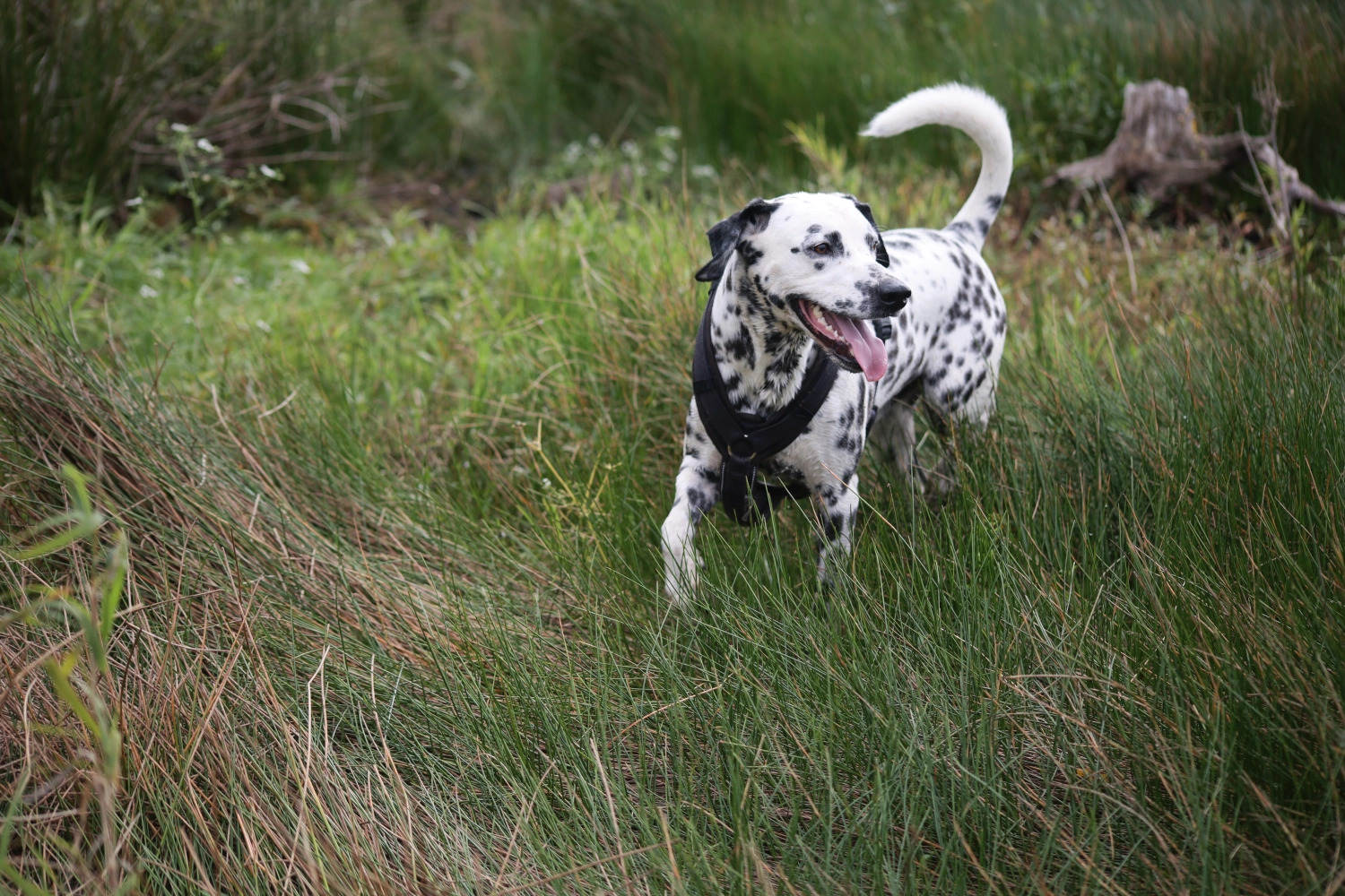 Hundehundeschule Schwalbe
